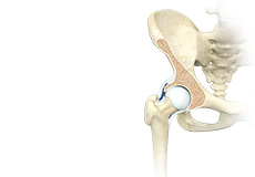 Hip Anatomy