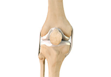 knee-anatomy