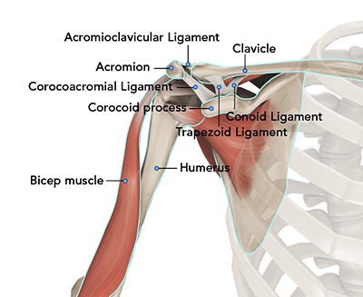 Anatomy of the shoulder