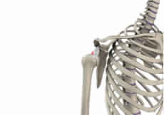 Common Shoulder Conditions