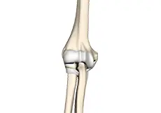 Elbow Ligament Injuries