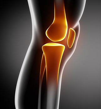 Knee Anatomy