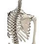 Fracture of the Shoulder Blade