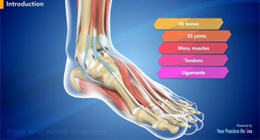Picture of Foot and Ankle Anatomy