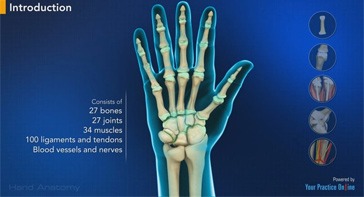 Picture of Hand Anatomy