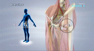Picture of Hip Anatomy