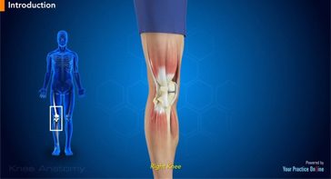 Picture of Knee Anatomy