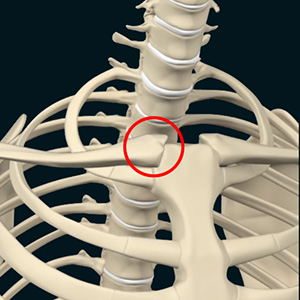 Sternoclavicular Joint (SC joint)