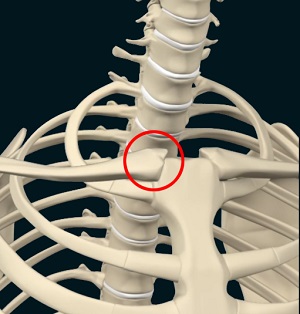 Sternoclavicular Joint (SC joint)