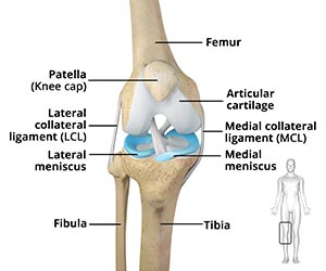 Knee Anatomy - Educational Picture