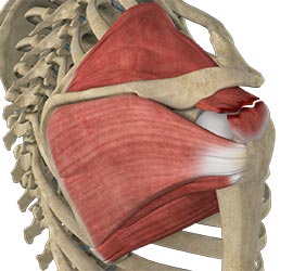 Rotator Cuff Tear - Educational Picture