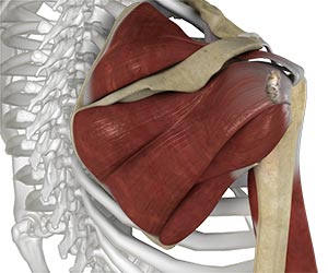 Shoulder Ligament Injuries