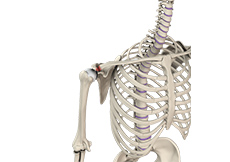 Acromioclavicular (AC) Joint Injuries