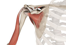 Shoulder anatomy