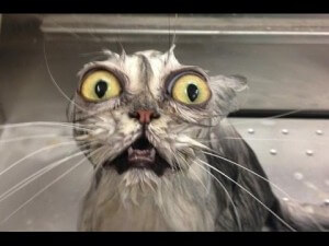 What’s the Big Deal About a Little Cat Bite? 01