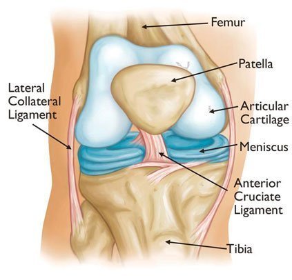 Knee Information