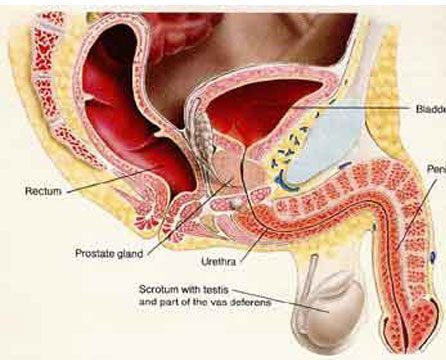 Male Urinary Tract Anatomy 1
