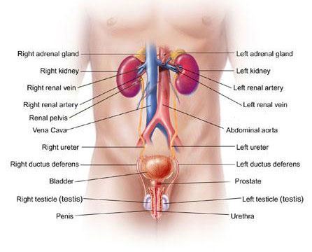 Male Urinary Tract Anatomy 2