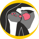 Rotator Tendinitis New