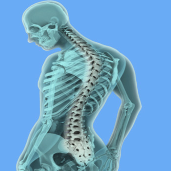 Anatomy of the Spine