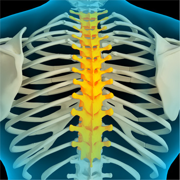 Thoracic Spine Anatomy