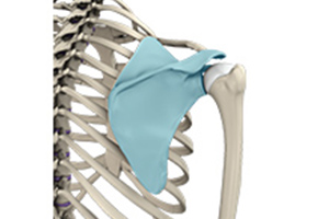 Snapping Scapula