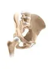 Picture of hip
