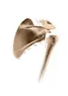 Picture of Shoulder