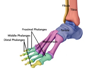 Foot