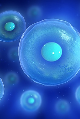 stem cell