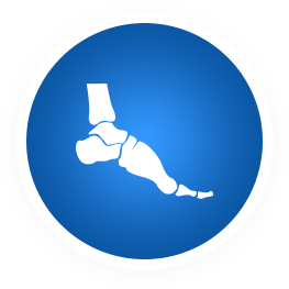 ankle