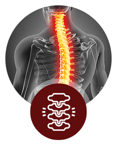 Spine