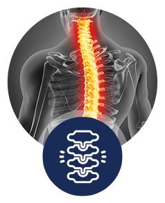 Spine