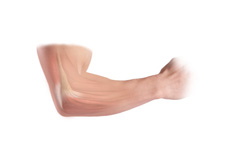 Elbow Anatomy