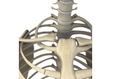 Sternoclavicular Separation