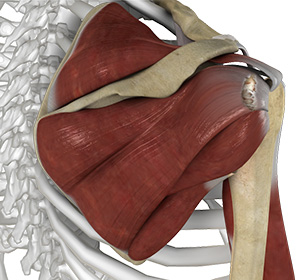 Shoulder Ligament Injuries