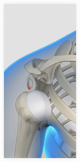 Publications - Pathoanatomy