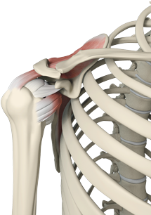 Rotator Cuff Repair Img