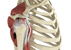 Rotator Cuff