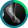 Foot & Ankle Icon