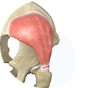 Arthroscopic Gluteus  Medius Tendon Repair Services