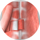 Core Muscle Injury Services