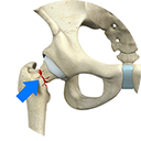 Hip Fracture Services