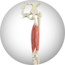 Proximal Hamstring  Repair Services