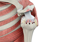 Rotator Cuff logo