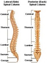spinal-column-img