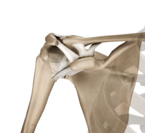 acromioclavicular
