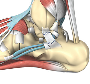 Foot & Ankle