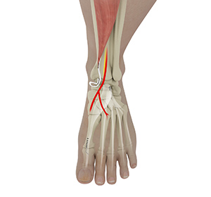Foot & Ankle