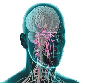 trigeminal nerve brain